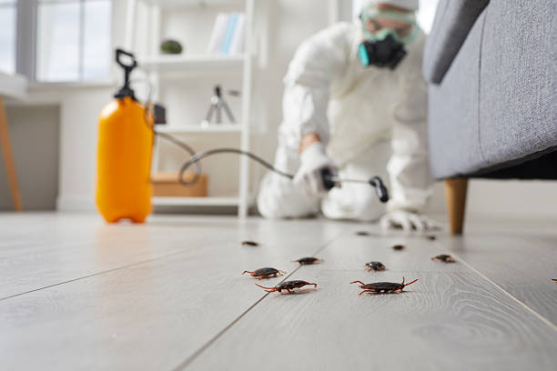 Commercial Kitchen Cockroach Control in West Plains